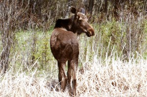 wildlife-moose-2